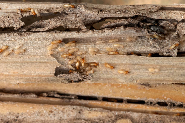 Best Emergency Pest Control  in Sawgrass, FL